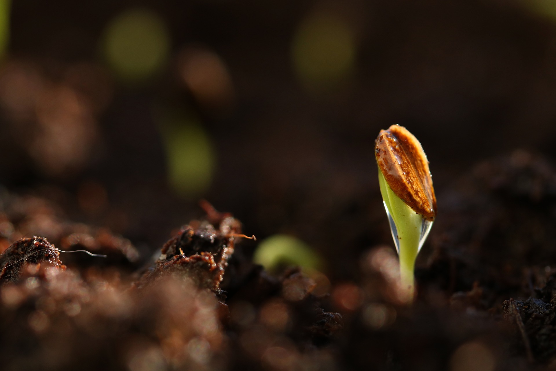 A single seedling with its seed husk still attached emerging from dark soil.